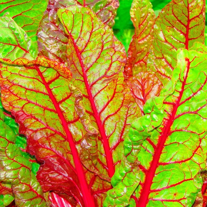 Swiss chard, Red - 60 seeds