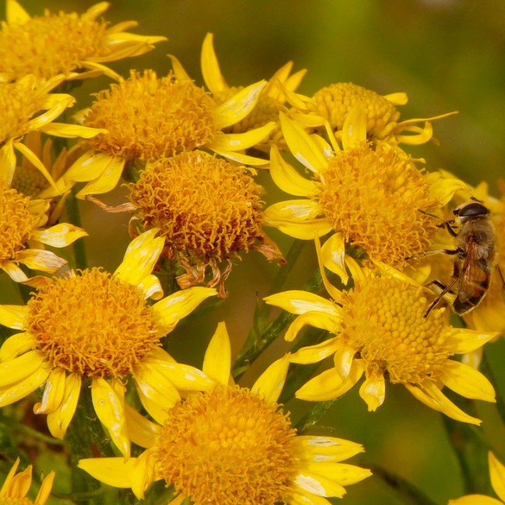 Arnica montana - 20 seeds