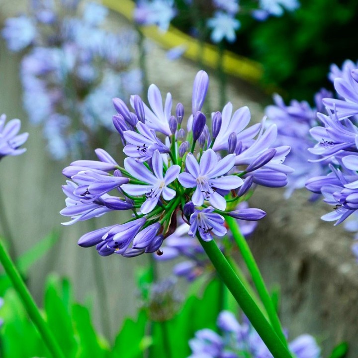 African lily - Seeds