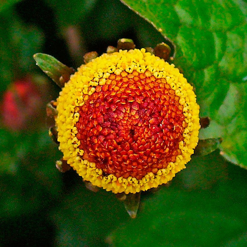 acmella oleracea semillas