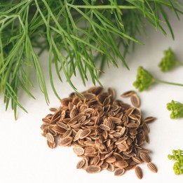 dill seeds