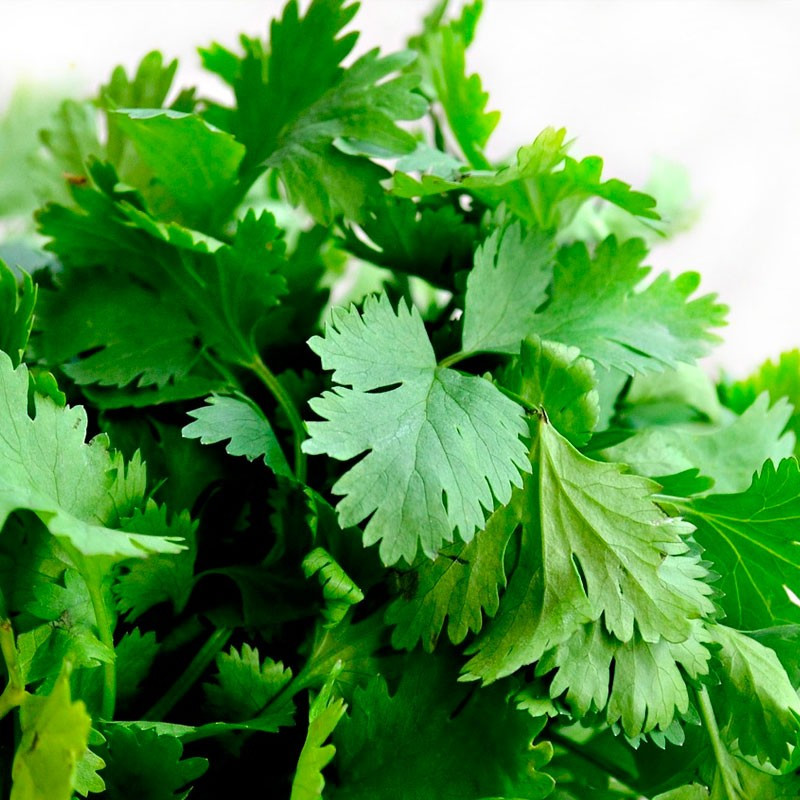 cilantro semillas