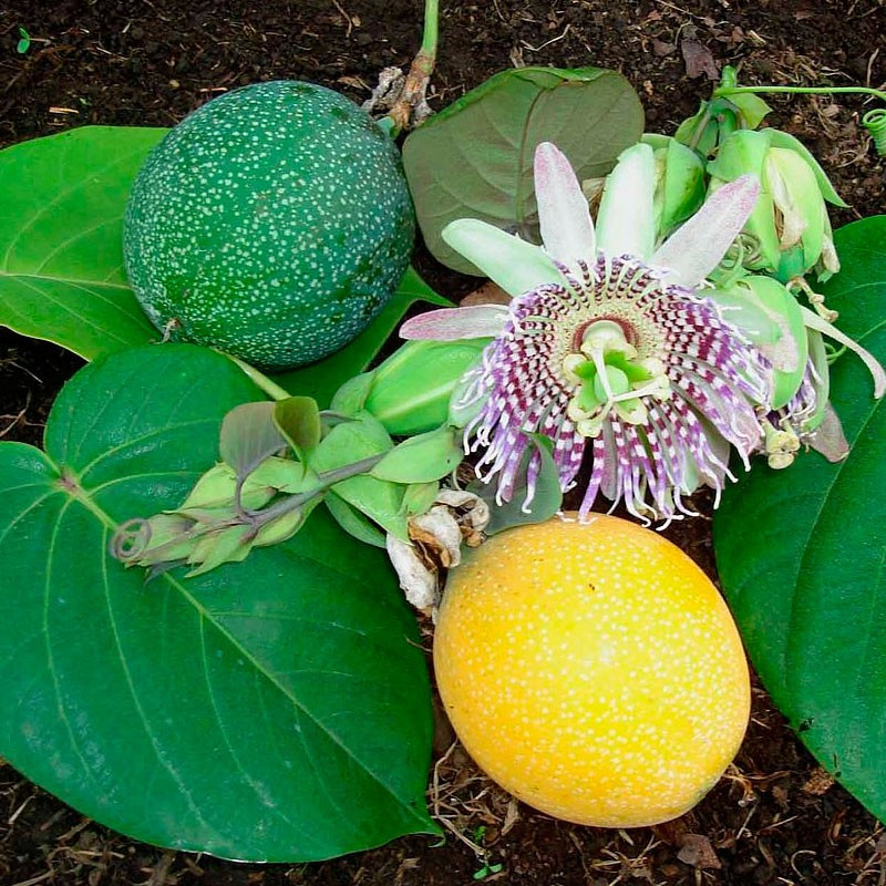 passiflora ligularis semillas