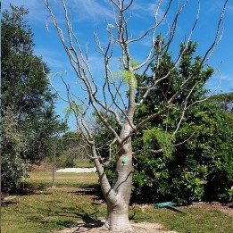 Moringa drouhardii - Seeds