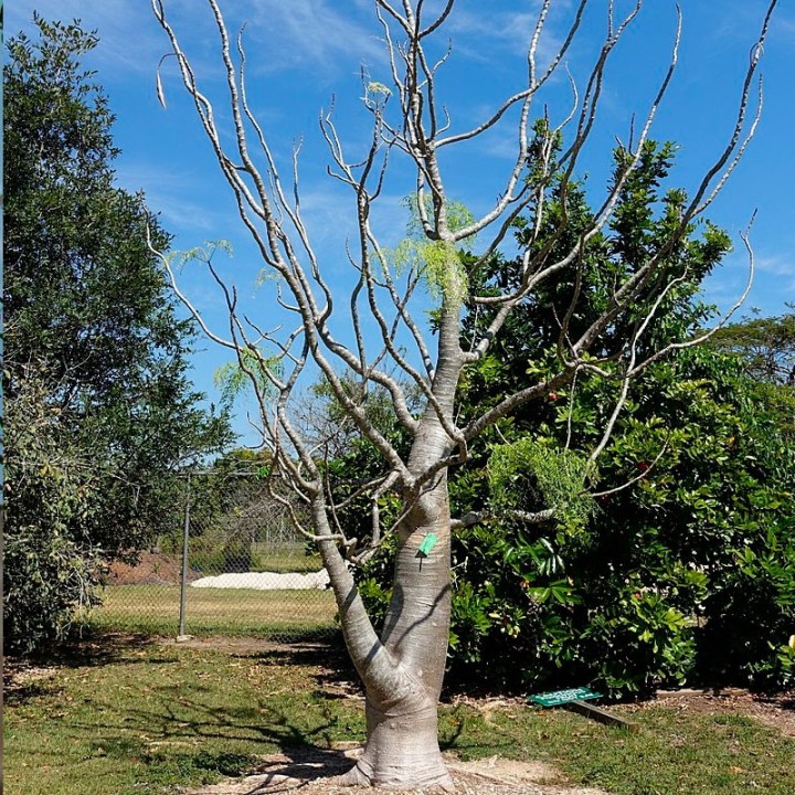 Moringa drouhardii - Seeds