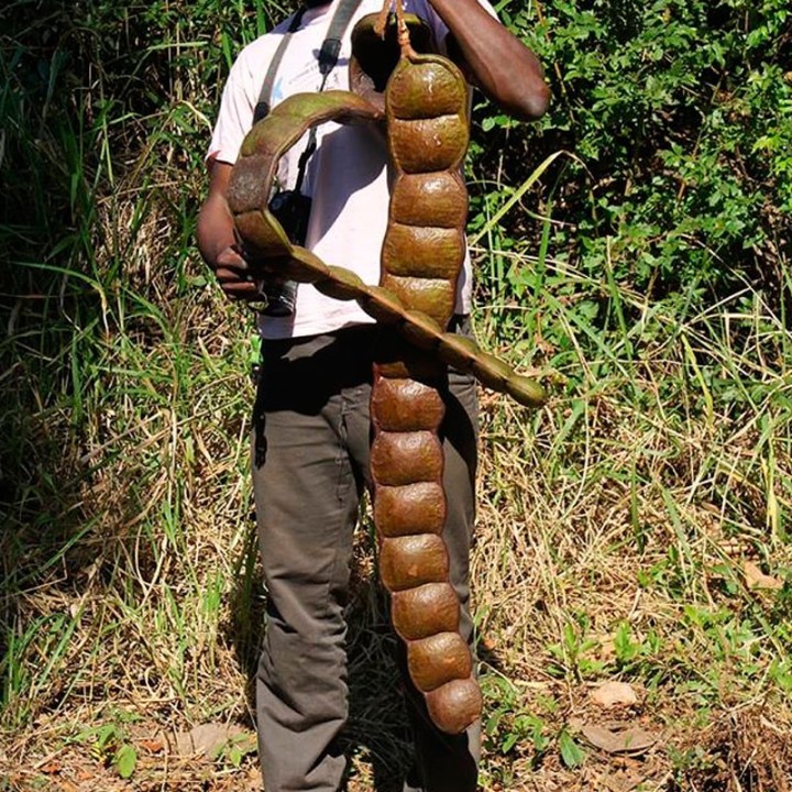 Entada rheedii - Seeds