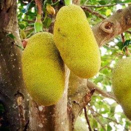 jackfruit plant