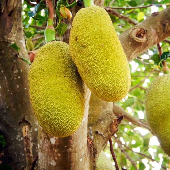 jackfruit plant