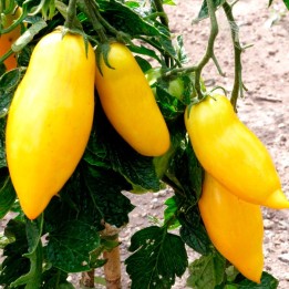 Tomate Banana Legs amarillo