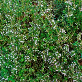 Thyme - Seeds