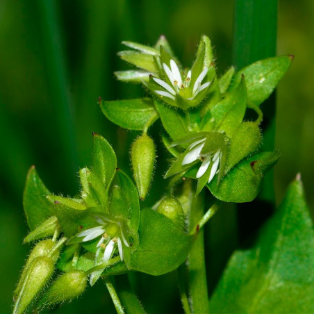 stellaria media semillas