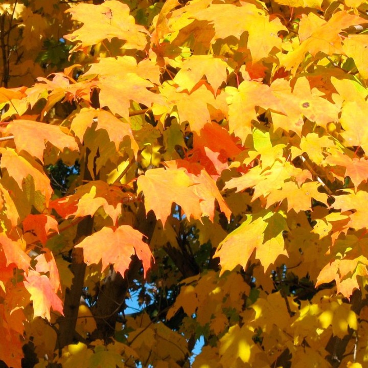 Acer saccharum seeds