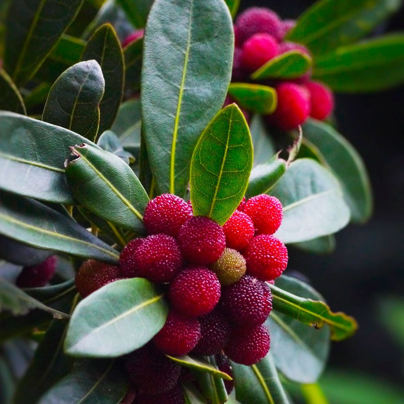 Myrica rubra semillas