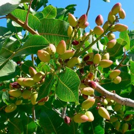 Pistachio - Seeds