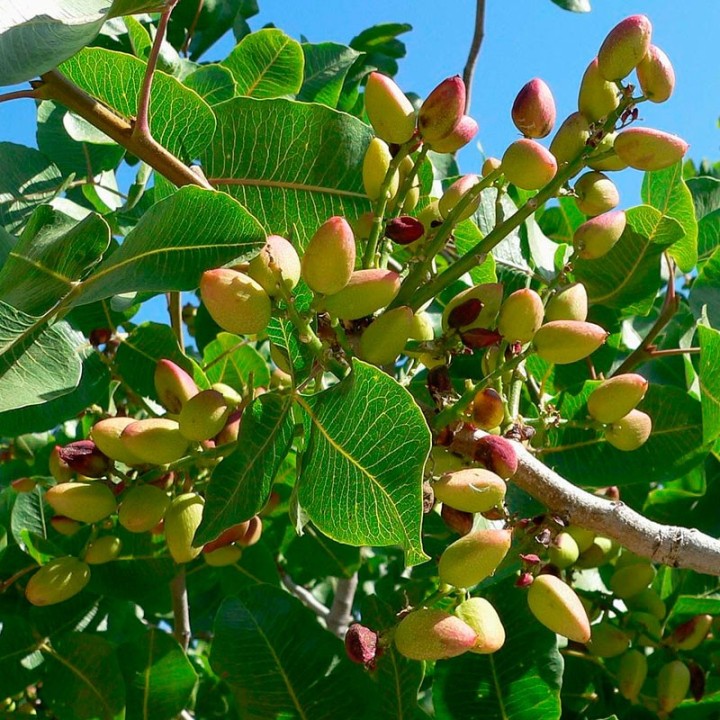 Pistachio - Seeds