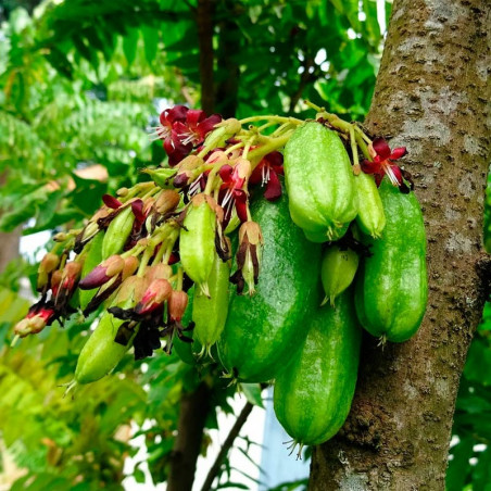 Bilimbi averrhoa planta comprar