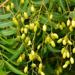 Neem - Seeds