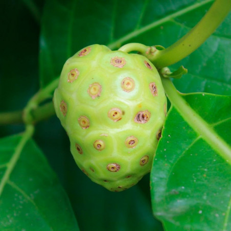 Noni comprar planta