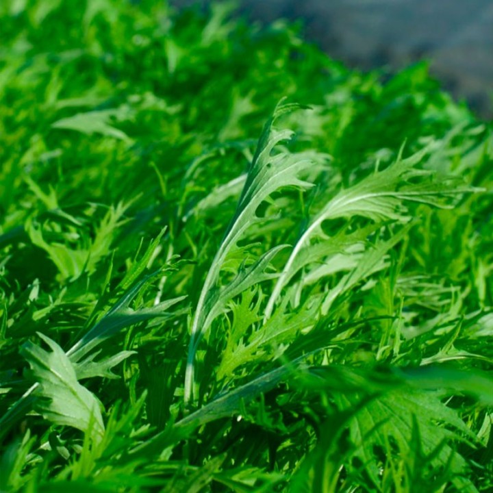 Mizuna, Green - seeds