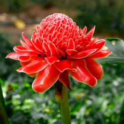 Etlingera elatior comprar planta