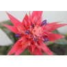 Aechmea fasciata - 1 Planta