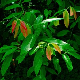 Ceylon Cinnamon - Seeds