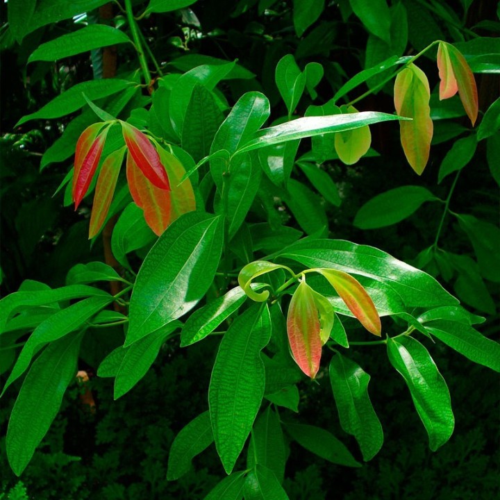 Ceylon Cinnamon - Seeds