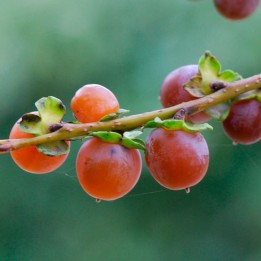 Caucasian persimmon - Seeds