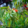 saraca indica arbol