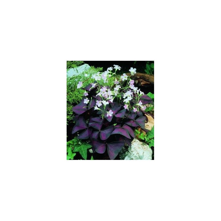 Oxalis púrpura
