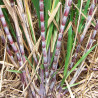 Caña de azúcar planta