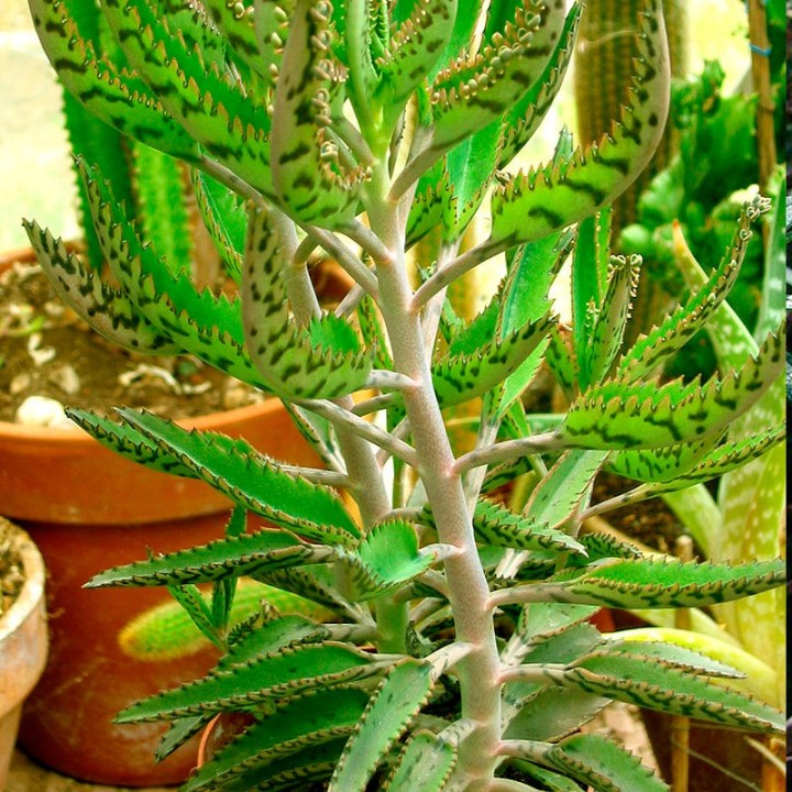 Kalanchoe daigremontiana plant