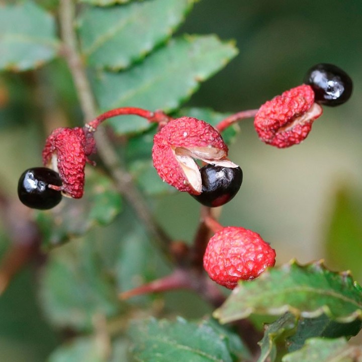 Japanese pepper - Seeds