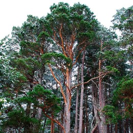 Scots pine - Seeds