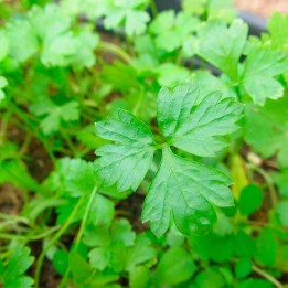 Parsley, Flat-leaf - Seeds