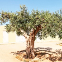 Wild olive - Seeds