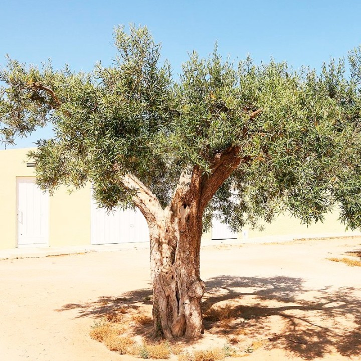 Wild olive - Seeds
