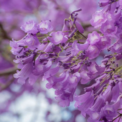 Jacaranda semillas