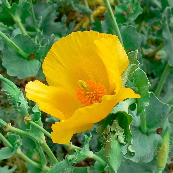 Sea poppy - Seeds