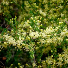 Asparagus - Seeds
