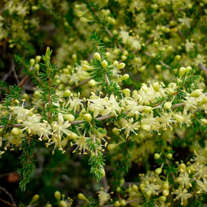 Asparagus - Seeds