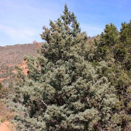 Arizona cypress - Seeds