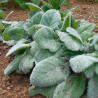 Salvia blanca argentea semillas