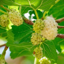 White mulberry - Seeds