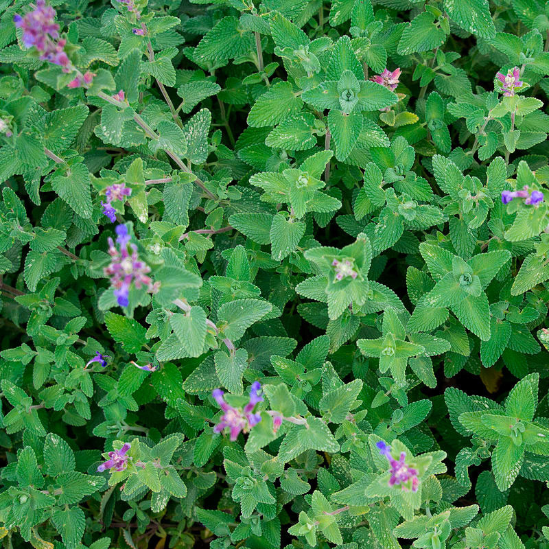 nepeta cataria semillas