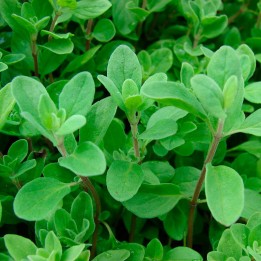 Marjoram - Seeds
