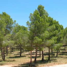 Aleppo pine - Seeds