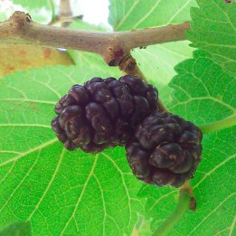 Black mulberry - Seeds