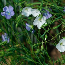 Flax - Seeds