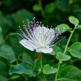 Caper bush - Seeds